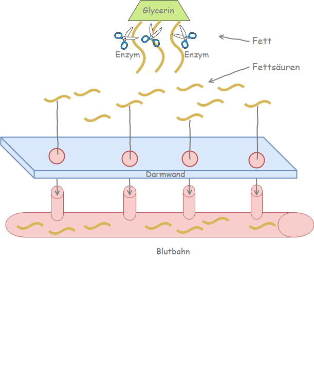 Fette und deren Aufnahme
