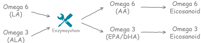 Umwandlungsprozess der Omega-3 und -6 Fette in Eicosanoide