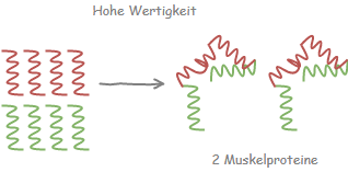 Hohe Biologische Wertigkeit