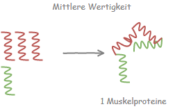 mittlere Biologische Wertigkeit