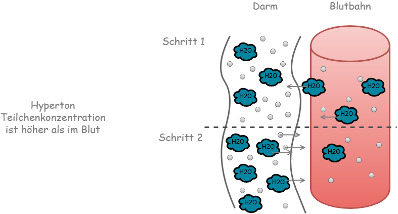 Wasserhaushalt hyperton Erklärung