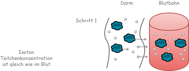 Wasserhaushalt isoton Erklärung