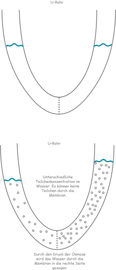 Osmotischer Effekt Erklärung
