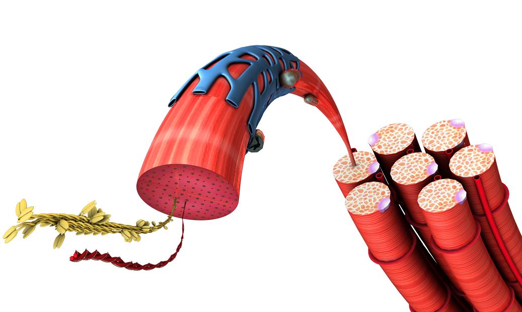 Muskelquerschnitt zoom Aktin Myosin Faden