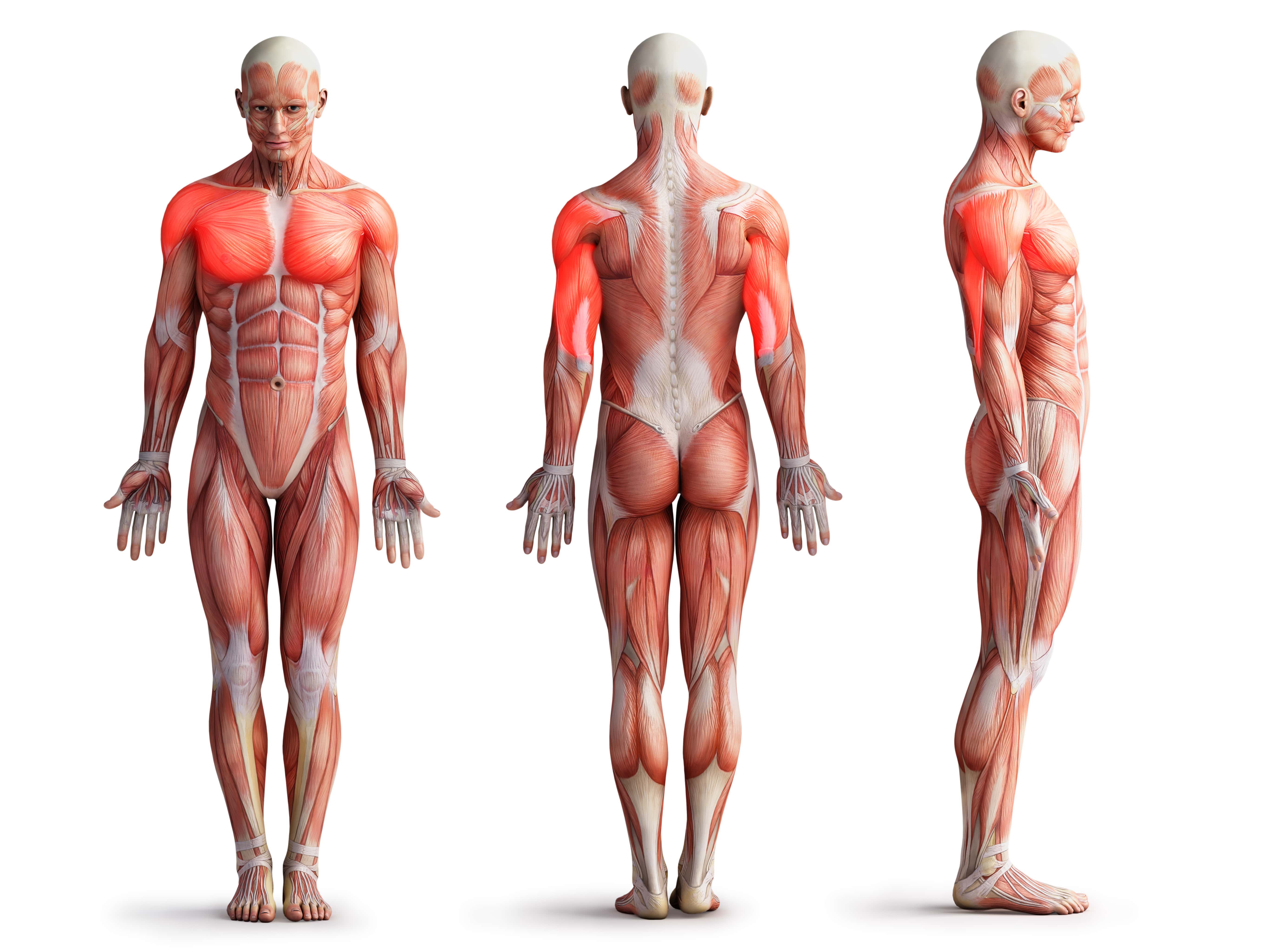 Bankdrücken beanspruchte Muskeln