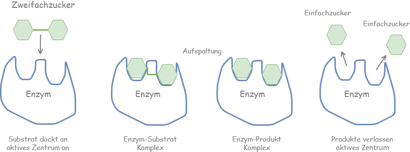 Enzym System Ablauf