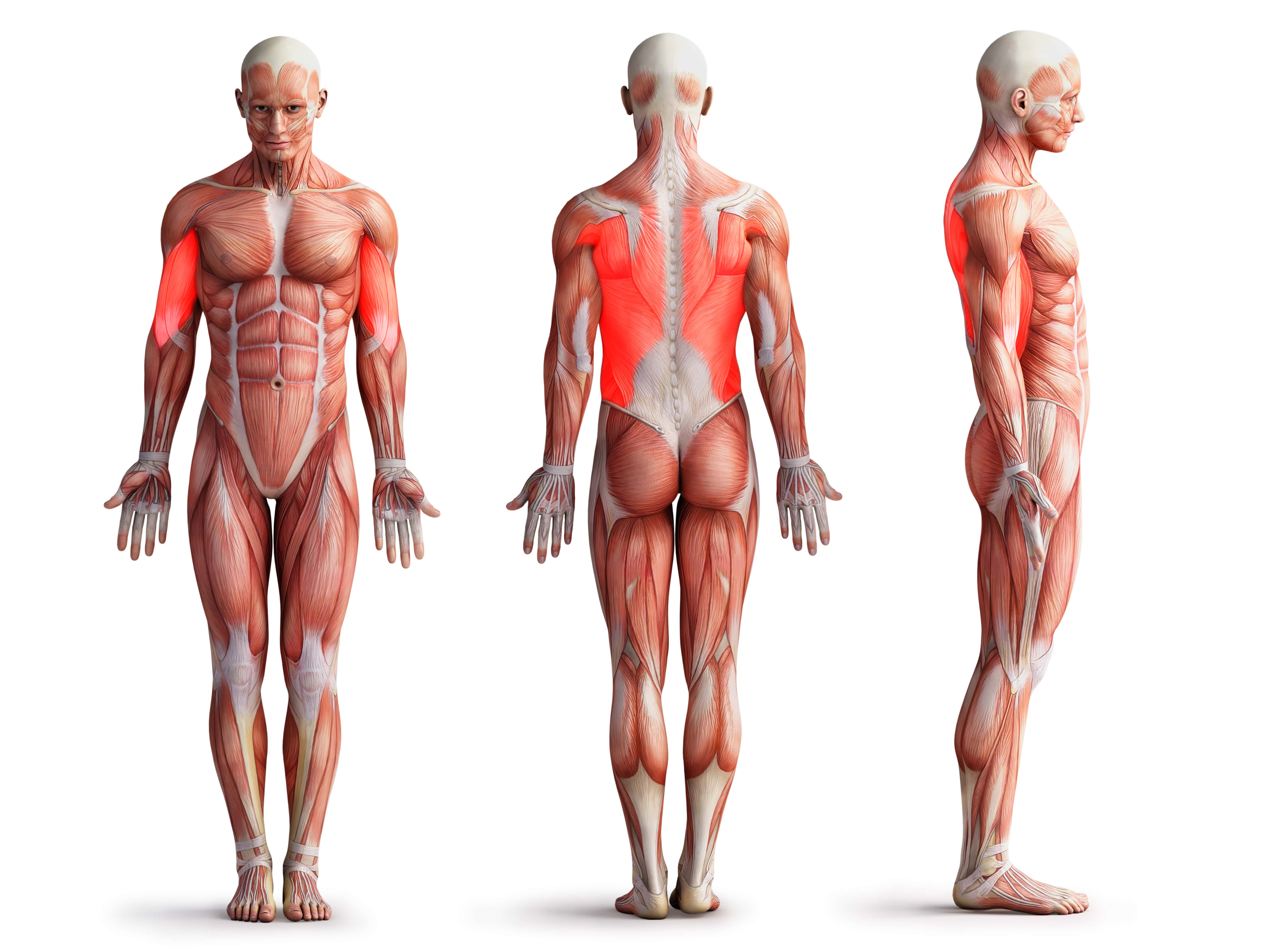 Klimmzüge beanspruchte Muskeln