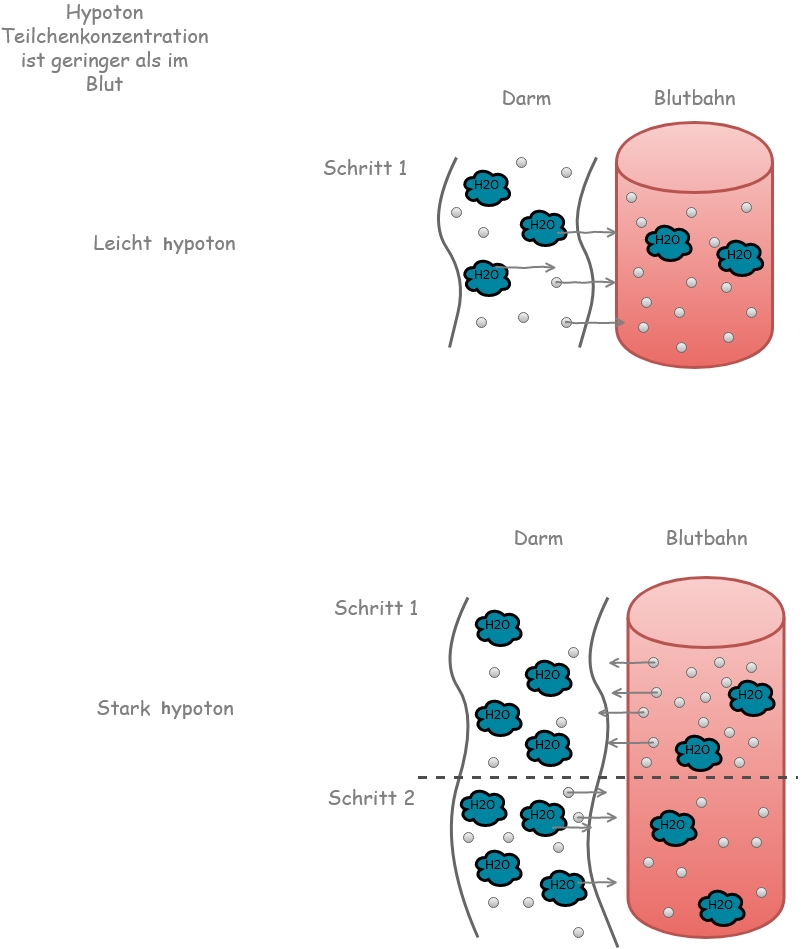 Wasserhaushalt hypoton Erklärung