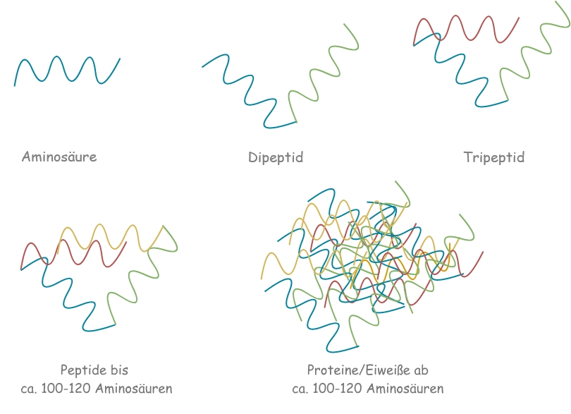 Eiweiß, Peptid, Aminosäure