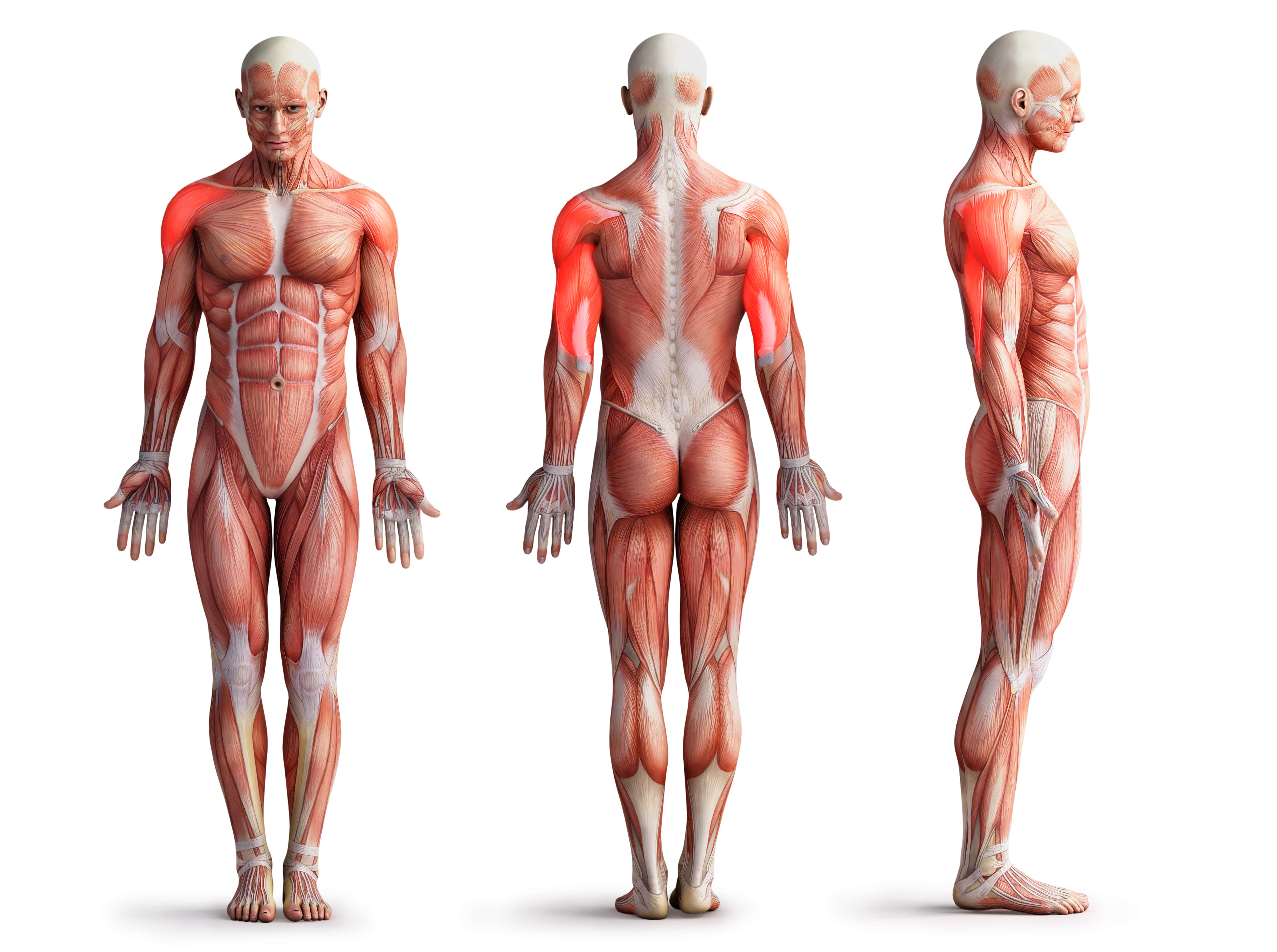 Schulterdrücken beanspruchte Muskeln