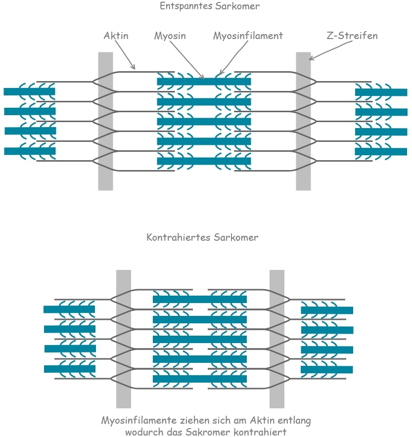 Sarkomer Kontraktion und Entspannung erklärt